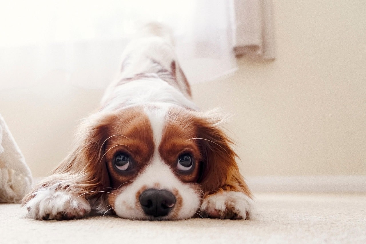 cavalier king charles spaniel, puppy, dog, pet, animal, young dog, domestic dog, canine, mammal, furry, nature, cute, adorable, playful, play, portrait, spaniel-5952324.jpg