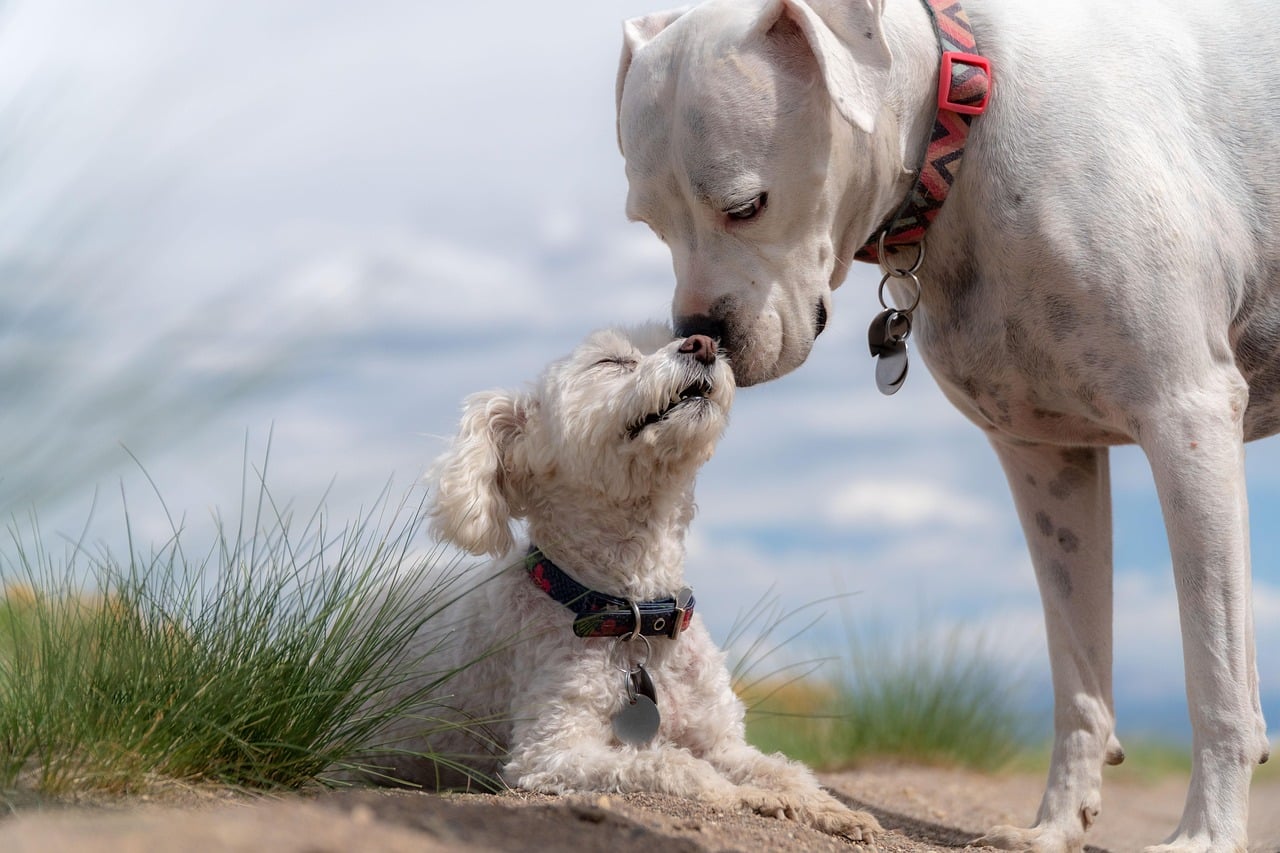dogs, poodle, white boxer, pets, animals, nature, cute, puppy, play, charming, white, fur-4429513.jpg