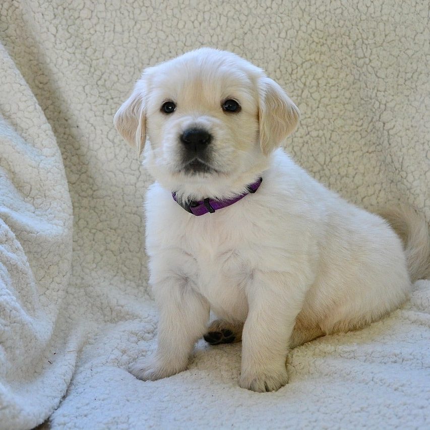 animal, puppy, pet, mammal, friend, canine, golden retriever puppy, cute, nature, portrait-7831718.jpg