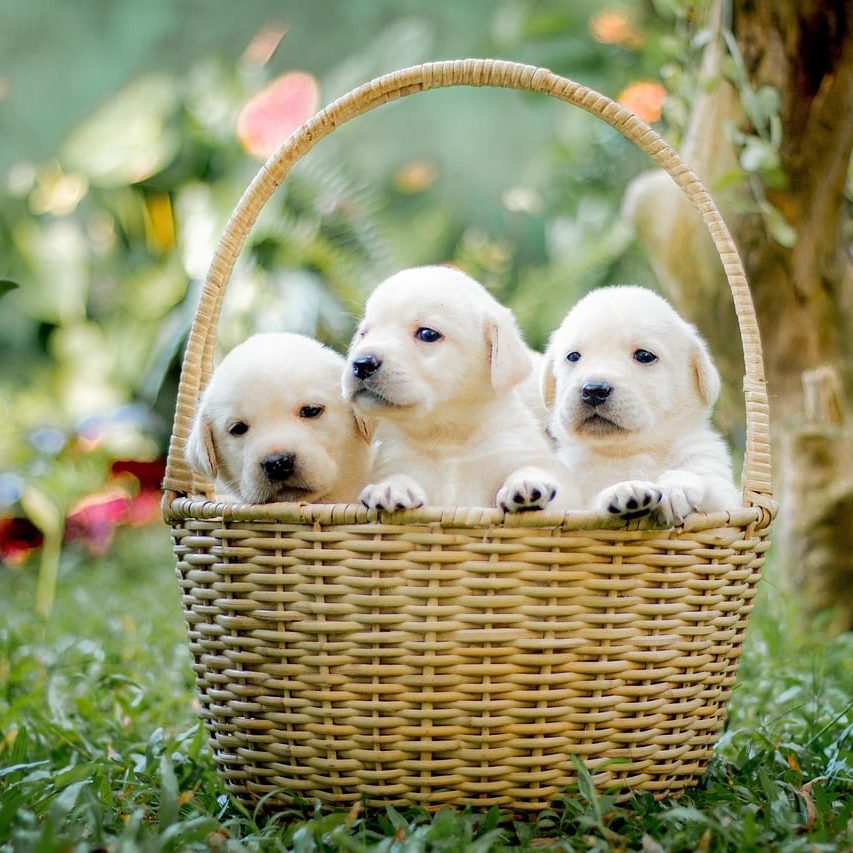 animals, puppy, canine, pet, nature, dogs, mammal, friend, basket, breed, labrador, retriever-7696695.jpg